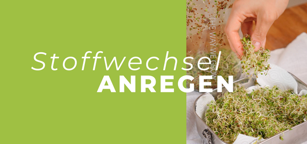 Stoffwechsel anregen durch Alltag & Ernährung