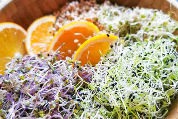 Keimglas Biosprosser