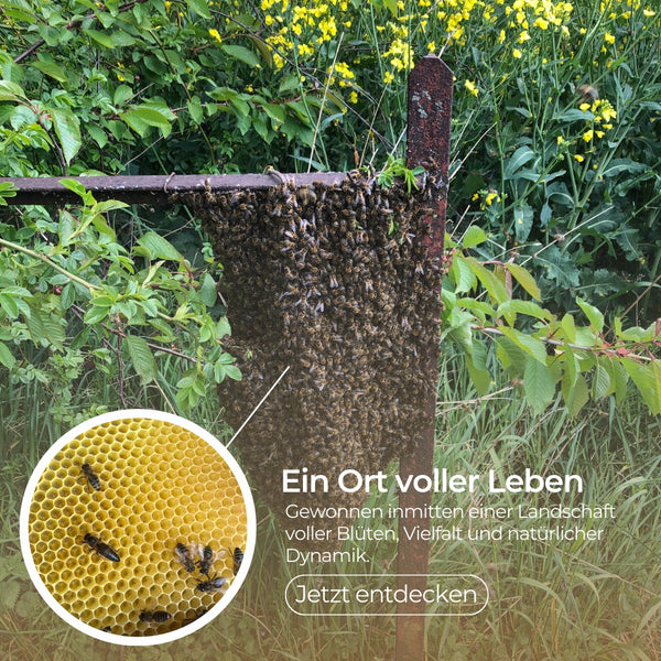 Schweizer Blütenhonig in Rohhonig-Qualität 500g