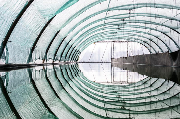 Spirulina-Produktion-im-Beckentunnel-Umwelteinfluesse