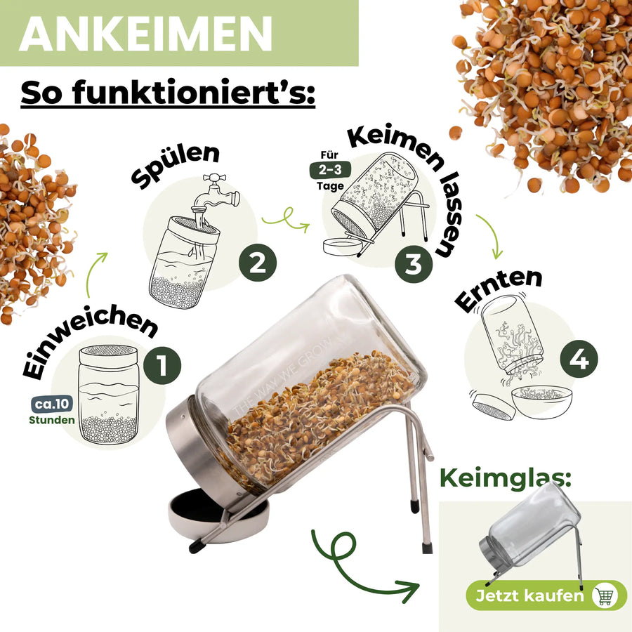 Graines germées de lentilles de montagne biologiques 500 g