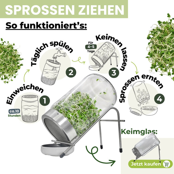 Rettich grün Bio Sprossensamen 250g