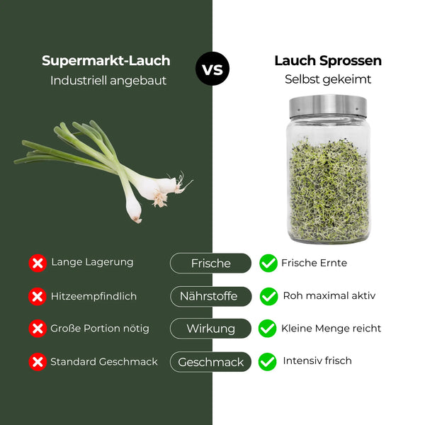 Germes de graines d'oignon/poireau biologiques