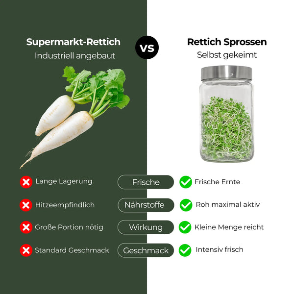 Rettich grün Bio Sprossensamen 250g