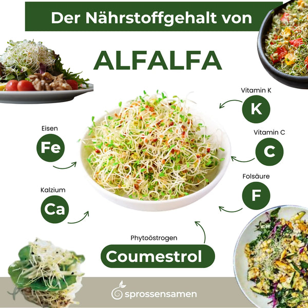 Alfalfa / Luzerne Bio 250g graines à germer