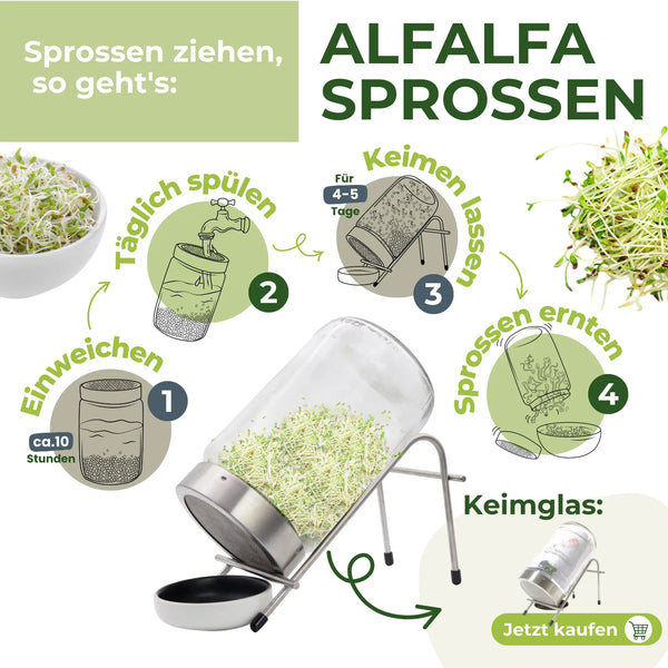 Alfalfa / Luzerne Bio 250g graines à germer