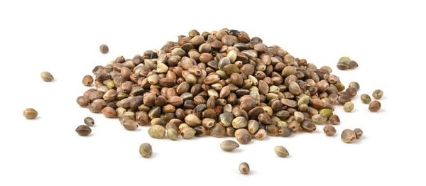 Bio Hanfsamen ungeschält aus der Schweiz – reich an Omega-3, Ballaststoffen und pflanzlichem Eiweiss, ideal für Küche und Microgreens