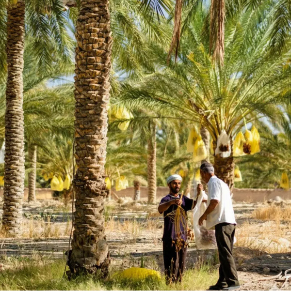 Datteln Bio "Deglet Nour" in Rohkostqualität