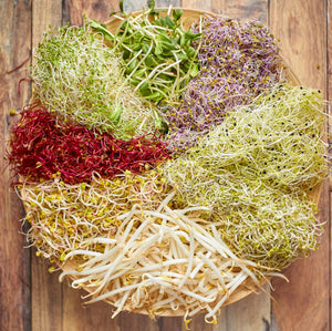 verschiedene_Sprossen