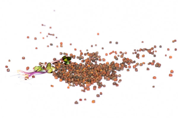 Kohlrabi rosa Bio Samensprossen 250g