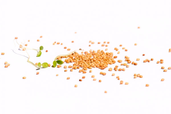 Rosenklee Bio Samensprossen 250g geschenkt