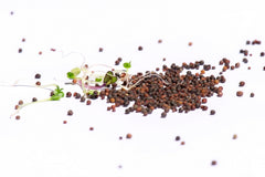 Protection-Mix Bio Samensprossen 250g