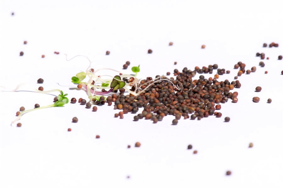 Power-Mix Bio Samensprossen 250g
