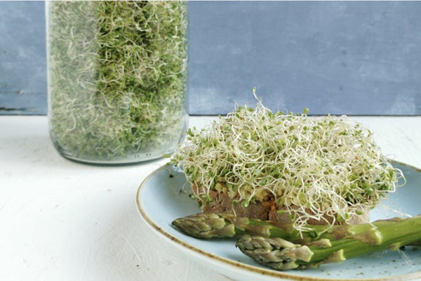 Brotmahlzeit mit Sprossen