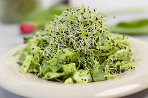 Green Goddess Salat mit Brokkoli Sprossen und Lauch Sprossen