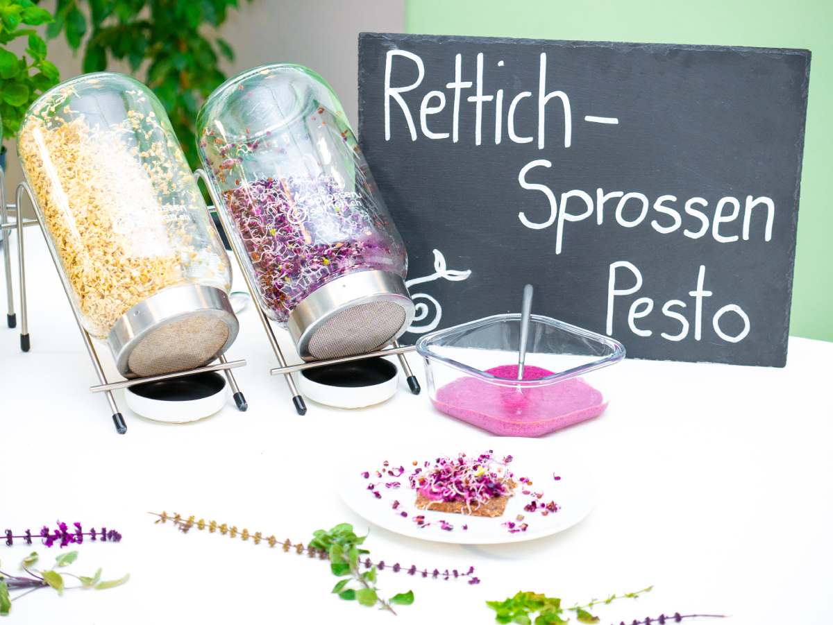 Sprossen Pesto - Dip mit Rettich violett Sprossen