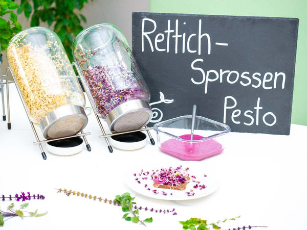 Sprossen Pesto - Dip mit Rettich violett Sprossen