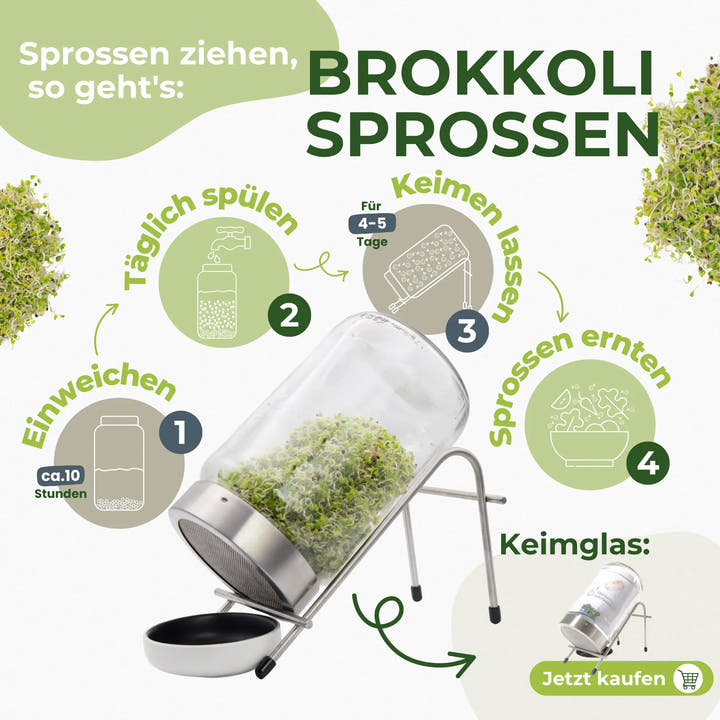 In 4 Schritten Brokkoli-Sprossen selbst ziehen: