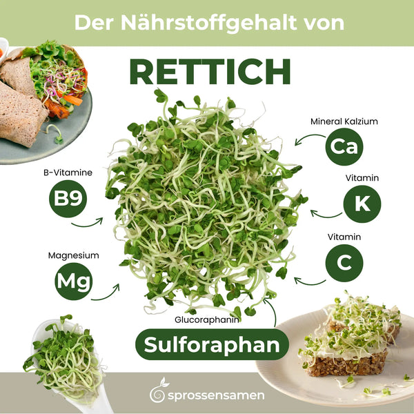 Rettich grün Bio Sprossensamen 250g