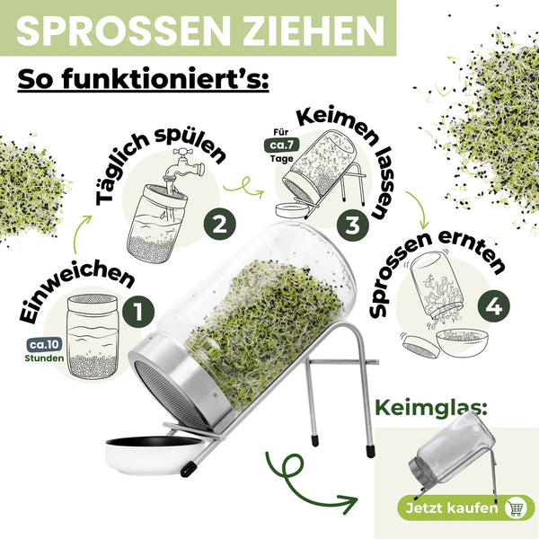 Germes de graines d'oignon/poireau biologiques