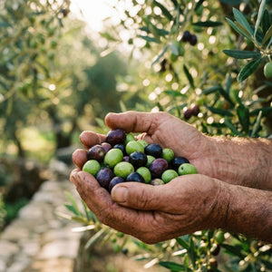 Giuseppes Olivenöl vs. typisches Supermarkt-Olivenöl