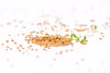 Alfalfa / Luzerne Bio 250g graines à germer