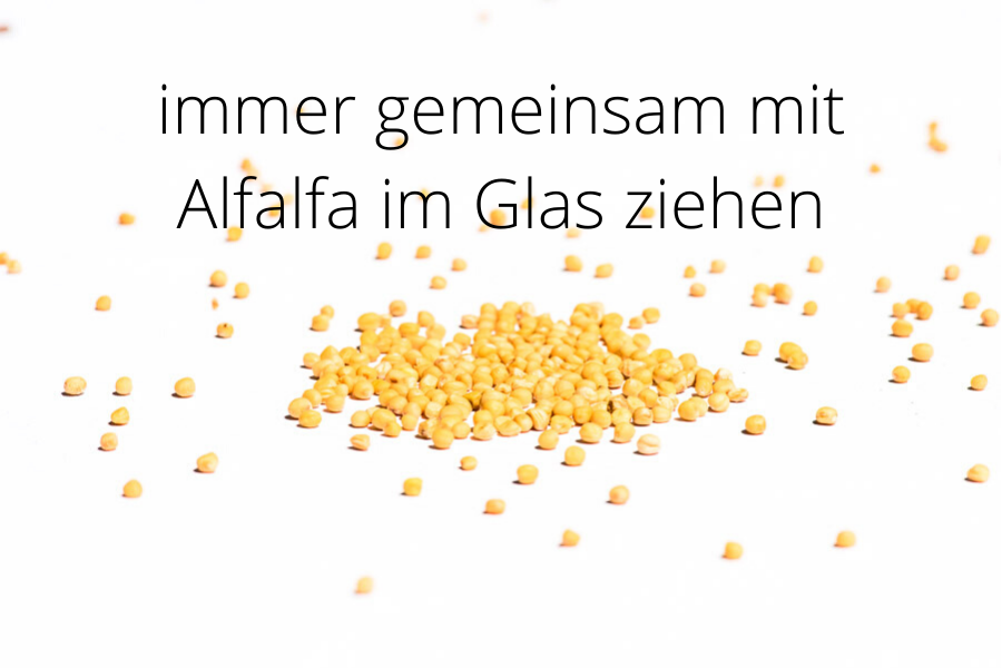 Senf weiss, Bio Sprossensamen 250g